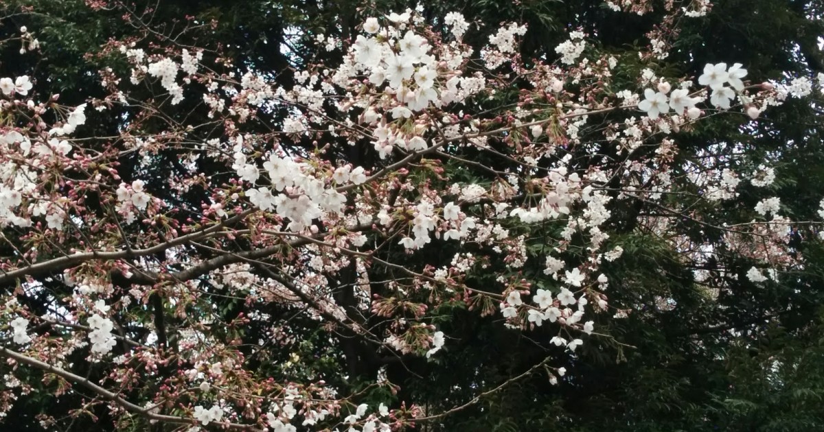 靖国神社の桜